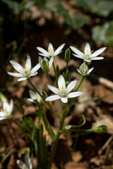 White Spring Flowers Blooming