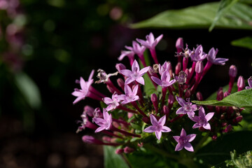 Closeup of Small Pink/Purple Flowers with Dark Background