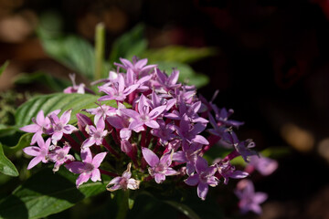 Pink/Purple Flowers in a Garden