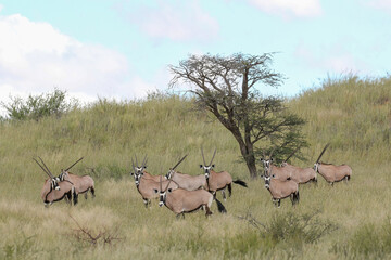 Gemsbok or South African Oryx, Kgalagadi