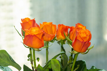 Close up of orange roses on a grey background