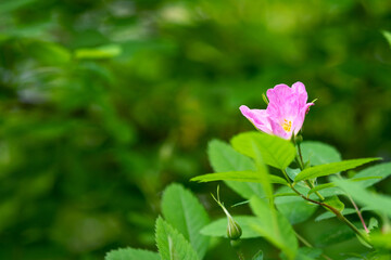 Obraz premium Pink rosehip flower close-up. Dogrose blooms in the park or forest