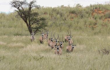 Gemsbok or South African Oryx, Kgalagadi
