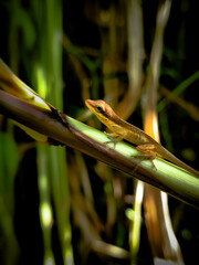 lizard on a branch