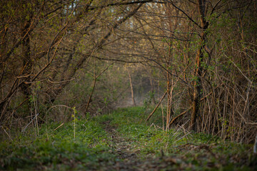 Obraz premium Narrow path in spring forest