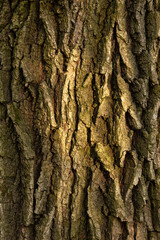 Bark of a tree under sunlight. Close up