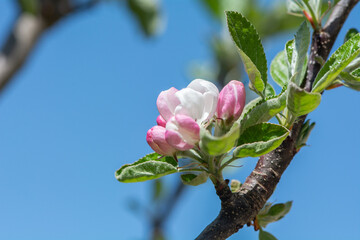 Obraz premium Apfelbaum | Blüte