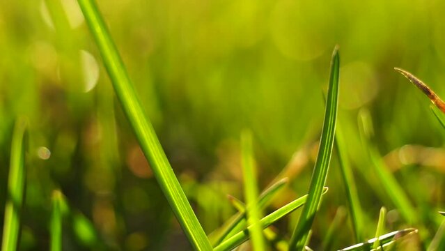 Macro Grass Video with bokeh blur