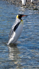 Fototapeta na wymiar King penguin (Aptenodytes patagonicus) standing in shallow water at Jason Harbor on South Georgia Island