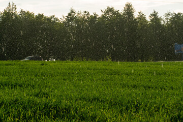 Agro-industrial complex for the cultivation of cereals, wheat, rye, corn and barley. The use of low-quality and non-natural fertilizers for the sowing campaign. Poor harvest and the threat of famine.