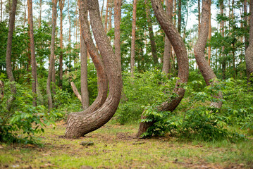 niesamowity krzywy las pod Gryfinem