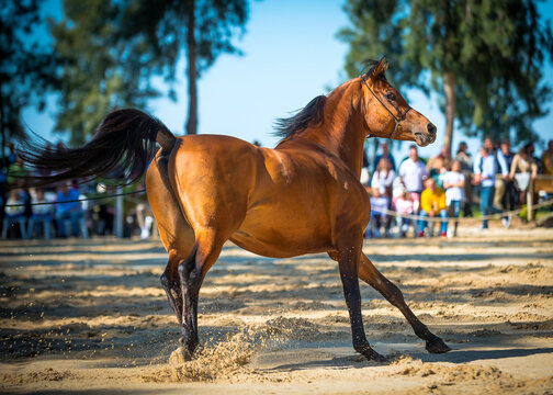 Doma de caballos
caballo, animal, naturaleza, potro, mam&iacute;fero, campa, dehesa, campesina, potrillo
