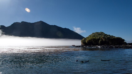 Peninsula covered in tussock grass protruding into the fog covered bay at Jason Harbor on South...