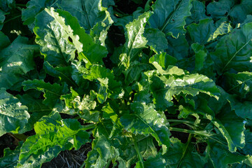 Agro-industrial complex for the cultivation of sugar beet. A large field with young beets. Stems...