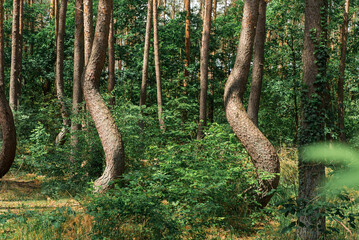 niesamowity krzywy las pod Gryfinem © Yarek