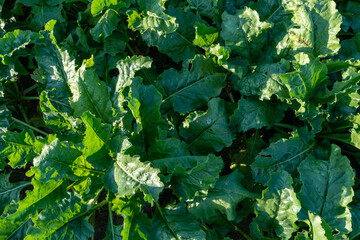 Agro-industrial complex for the cultivation of sugar beet. A large field with young beets. Stems and tops of beets in close-up.