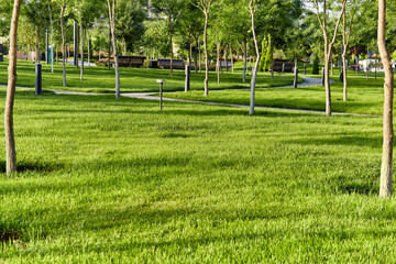 Fresh green grass lawn in park with trees around and light houses in the background at sunrise