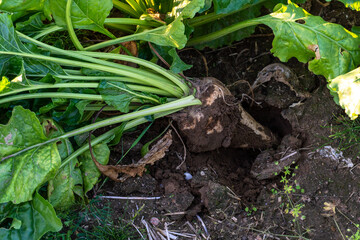 Agro-industrial complex for the cultivation of sugar beet. A large field with young beets. Stems and tops of beets in close-up.