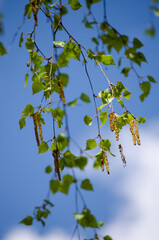 Birch branches