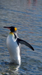 King penguin (Aptenodytes patagonicus) standing in shallow water at Jason Harbor on South Georgia Island