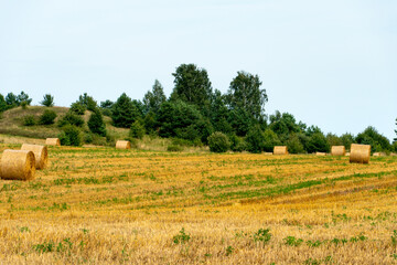 Obraz premium A haystack in an agricultural field. A beautiful yellow field after harvesting wheat. Rolled hay bales dry in the sun.