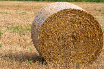 A haystack in an agricultural field. A beautiful yellow field after harvesting wheat. Rolled hay bales dry in the sun.