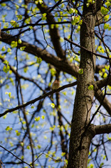Finch on a branch