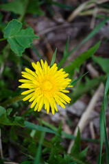 Dandelions