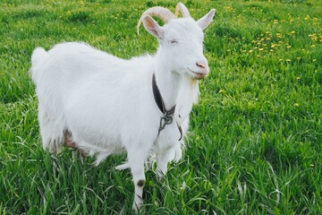 White goat on an organic farm in grass covered field. Concept of organic farm, agriculture and household.