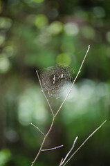 Web on a branch
