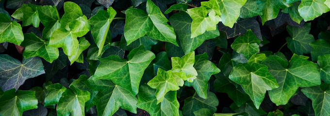 Succulent ivy leaves in a beautiful green color for image backgrounds or wallpaper in banner size
