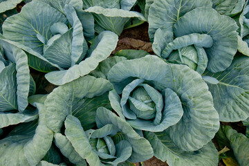 Cabbages Like Roses