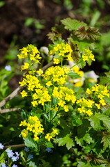 Yellow Field flower