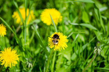 Bumblebee on a dandelion