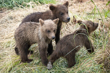 Three brown bear cubs in the wild with foot showing © Dena Aitken