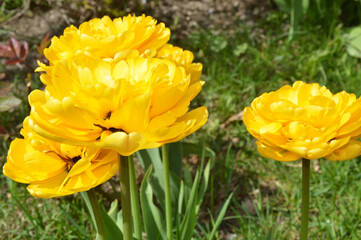 Beautiful spring floral background. Peony terry bright yellow tulips, side view. Close-up.