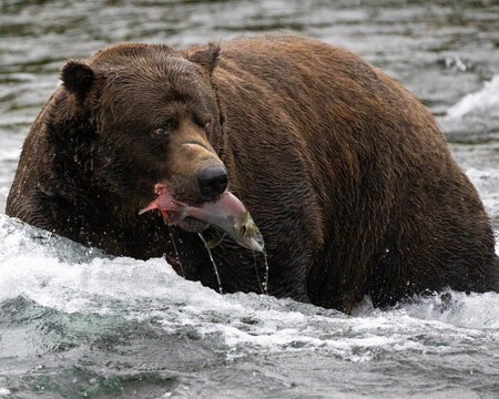 Fat brown bear in Alaska with a salmon in water