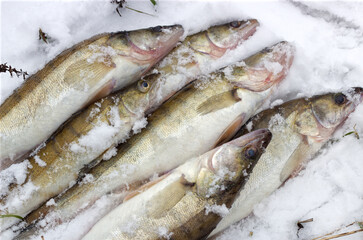 fresh fish on snow