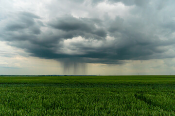 Fototapeta premium A beautiful thundercloud with rain hovered over a field of wheat. A terrible black cloud on the eve of a tornado and a natural disaster. A hurricane in the countryside.