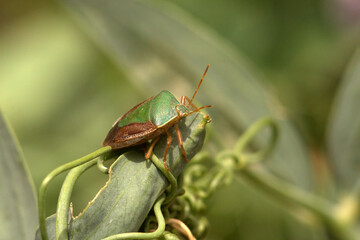 Nezara Viridula o Juanita Verde 