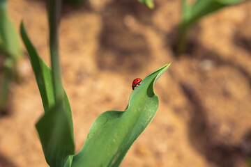 Ladybug on the tulip's leaf in spring. Luck or love concept photo.