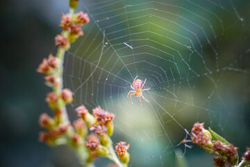 Beautiful Pink Orb Weaver Spider sitting in her web macro photo