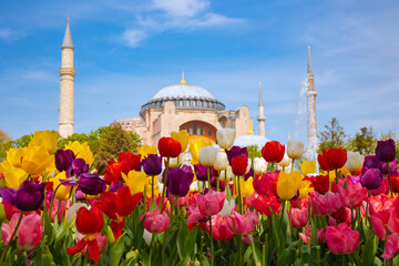 Tulips and Hagia Sophia in Istanbul at spring. Travel to Istanbul