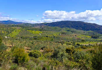 Naklejka premium Olive trees in Andalusia