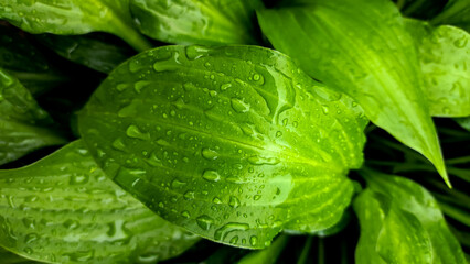 Green leaves of hosts and raindrops.