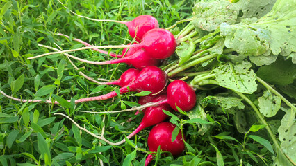 Bunch of ripe fresh radishes. - 508504275