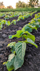 Bean sprouts grow in the garden. - 508504470