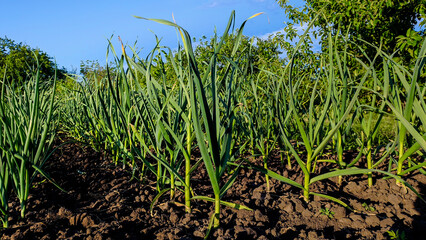 Bed with young green garlic. - 508504610