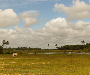 Obraz premium herd of sheep