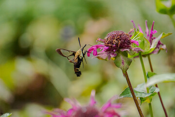 Hummingbird Hawk Moth pollinates bee balm in summer garden macro photo